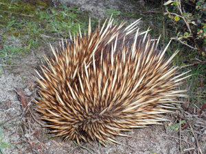 Echidna