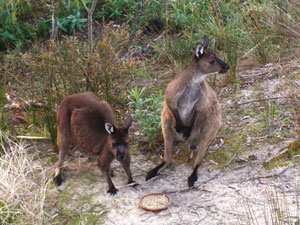 Wallabies